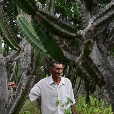 Cactos espinhosos gigantes se erguem sobre o fazendeiro Alcides Peixinho Nascimento, de 70 anos, um dos moradores de uma região da Caatinga