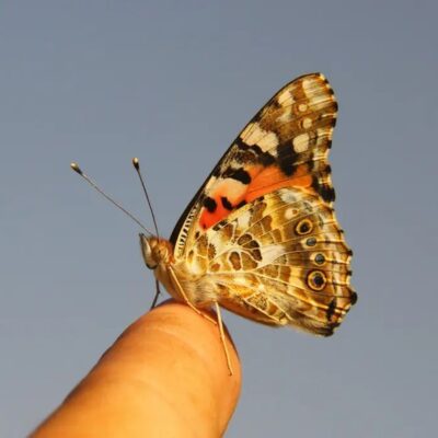 A borboleta pintada é uma das borboletas mais difundidas do mundo, normalmente movendo-se entre a Europa e a África Subsaariana