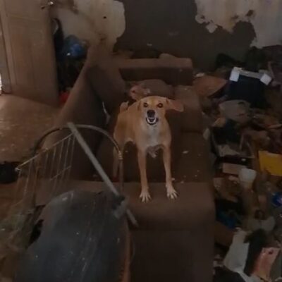 Cães foram encontrados em casa com sujeira e estavam sem água e comida — Foto: Divulgação/Polícia Civil