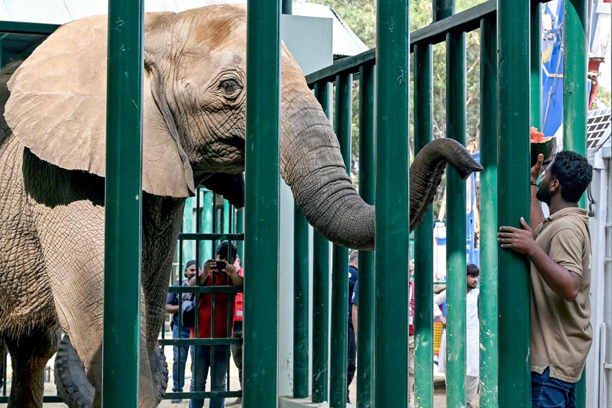 Homem cuida da elefanta Madhubala, reunida com a irmã Sônia, no zoológico de Karachi