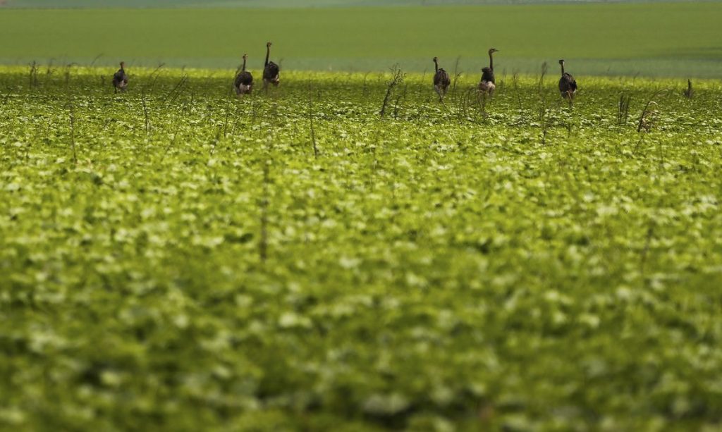 Alto Paraíso de Goiás (GO) - Emas são vistas em plantação de soja em área do município de Alto Paraíso (Marcelo Camargo/Agência Brasil)