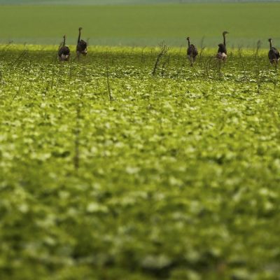 Alto Paraíso de Goiás (GO) - Emas são vistas em plantação de soja em área do município de Alto Paraíso (Marcelo Camargo/Agência Brasil)