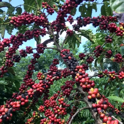 Cafezal em São Gabriel da Palha, no Espírito Santo