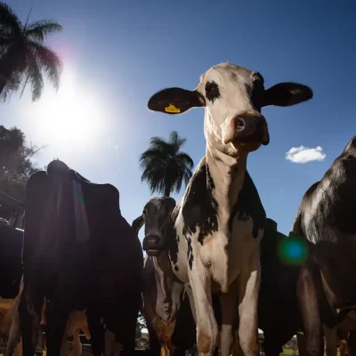 Pecuária leiteira, Gado de leite, Ordenha, Armazenamento de leite
