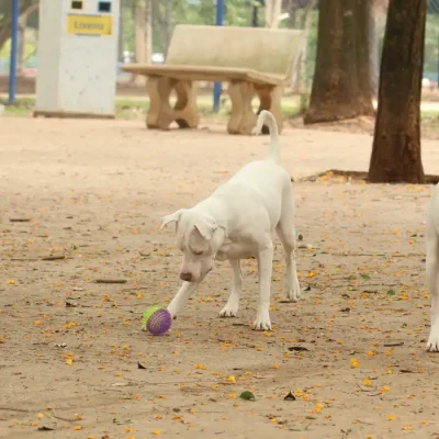 Tutores com cães no Parcão, espaço exclusivo para cachorros, na Praça Ayrton Senna do Brasil.