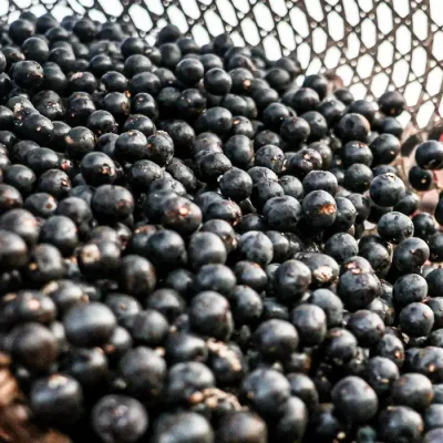 Belém (PA), 13/10/2025 - Movimentação durante a madrugada no mercado de açaí e peixes do Ver-o-Peso, considerada a maior feira livre da América Latina. Foto: Marcelo Camargo/Agência Brasil