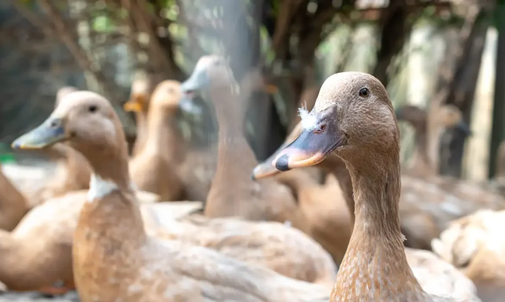 The large group of healthy brown ducks in a domestic farm for the agriculture concept.