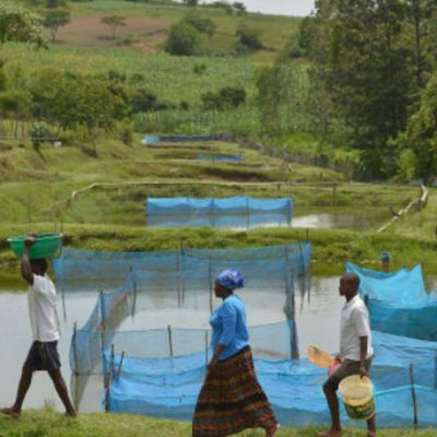A produção de tilápia em cativeiro é uma atividade econômica importante em vários países