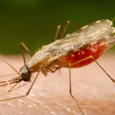 Mosquito Anopheles transmissor da malária