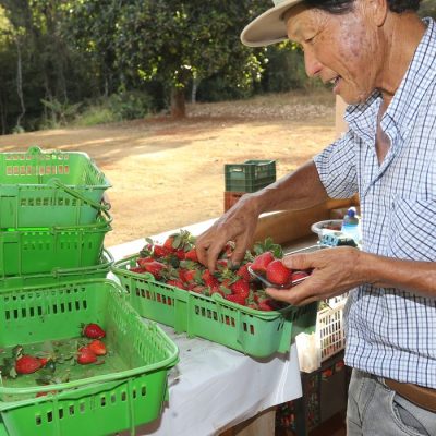 Brazlândia (DF) - O paulista João Fukushi aprendeu com o pai os segredos da plantação do morango e se aventurou no Centro-Oeste a produzir a fruta (Valter Campanato/Agência Brasil)