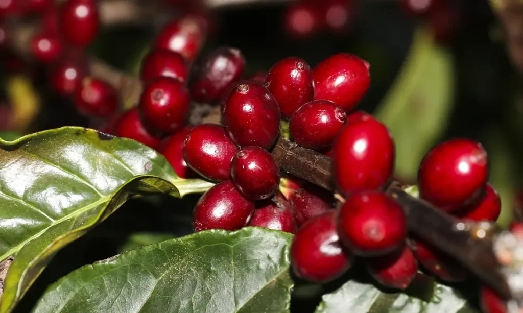 Plantação de Café  na  Embrapa Cerrado
