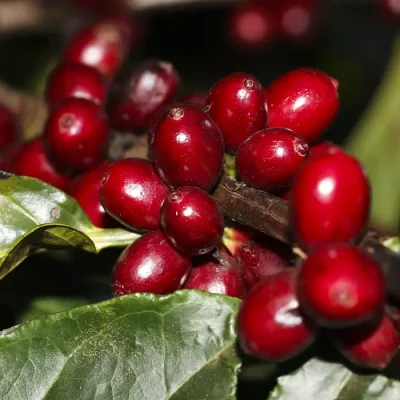 Plantação de Café na Embrapa Cerrado