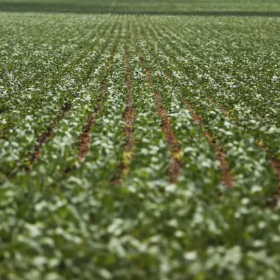 Alto Paraíso de Goiás (GO) - Plantação de soja em área do município de Alto Paraíso mostra o avanço da fronteira agrícola na região da Chapada dos Veadeiros (Marcelo Camargo/Agência Brasil)