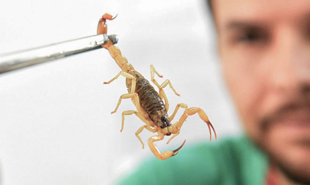 Brasília (DF), 08/07/2026 –  Crianças são mais vulneráveis a envenenamento por picada de escorpião.
Foto: Canalsaude.Fiocruz