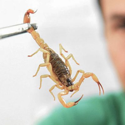 Brasília (DF), 08/07/2026 – Crianças são mais vulneráveis a envenenamento por picada de escorpião.
Foto: Canalsaude.Fiocruz