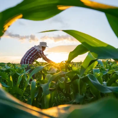 Agricultores usam tablets para analisar dados e experimentar o cultivo de milho. A inovação em dados de IA melhora a eficiência da plantação para qualidade. Análise da agricultura e do cultivo de milho pelos agricultores. Foto: attasit_saentep/ Adobe Stock