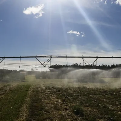 Plantação de Café na Embrapa Cerrado
