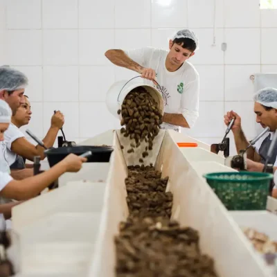 Juruena, MT, Brasil: Trabalhadores da Cooperativa do Vale do Amanhecer quebram as cascas das castanhas colhidas na reserva legal comunitária do assentamento. Marcelo Camargo/Agência Brasil)