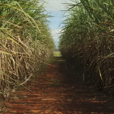 Plantação de cana-de-açúcar, usada para produzir açúcar e etanol