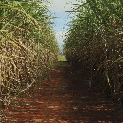 Plantação de cana-de-açúcar, usada para produzir açúcar e etanol