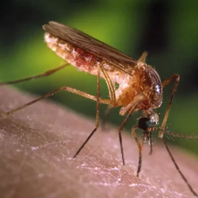Brasília (DF), 01/10/2024 - Mosquito pernilongo e muriçoca Culex. Foto: Fiocruz/Divulgação