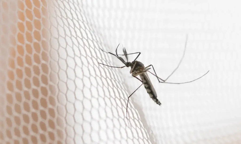Mosquito on white mosquito wire mesh,net.Mosquito disease is carrier of Malaria, Zica Virus , Fever. Foto: grooveriderz/ Adobestock