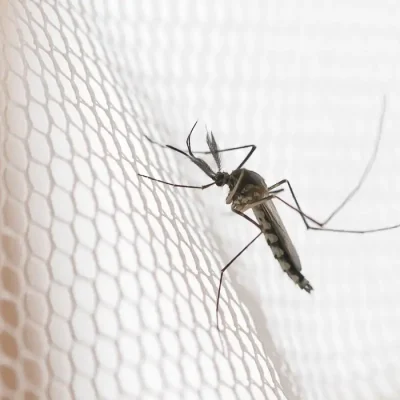 Mosquito on white mosquito wire mesh,net.Mosquito disease is carrier of Malaria, Zica Virus , Fever. Foto: grooveriderz/ Adobestock