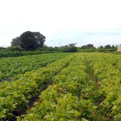 lavoura agricultura familiar