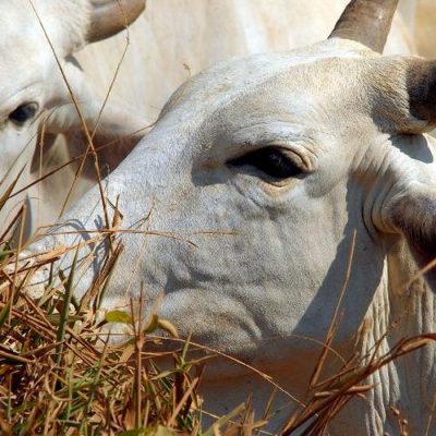 gado boi vaca rebanho